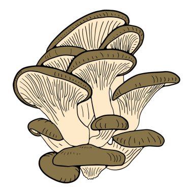 İstiridye mantarlı el çizimi. Beyaz arkaplanda çizim biçimi izole edildi. Menü, etiket, tarif, ürün paketleme için organik vejetaryen nesne.