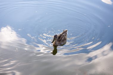 Sudaki ördek dişi portresi