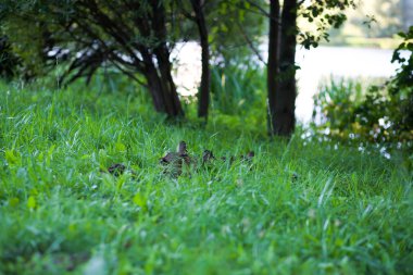 Arka plan bulanıklık. Yaban ördekleri çim