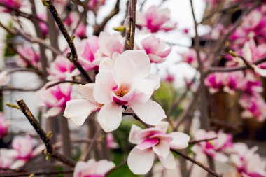 Güzel hafif pembe Manolya çiçek