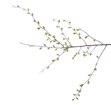 Erken Bahar çiçekli yeşil ağaç dalı