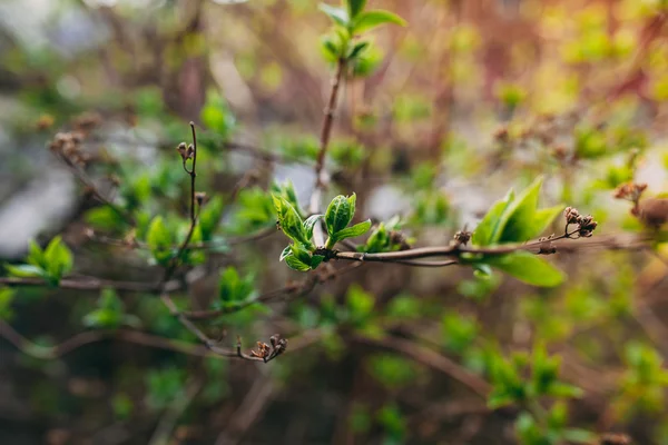 Primavera temprana rama de árbol verde en la calle aislado en blanco — Foto de Stock