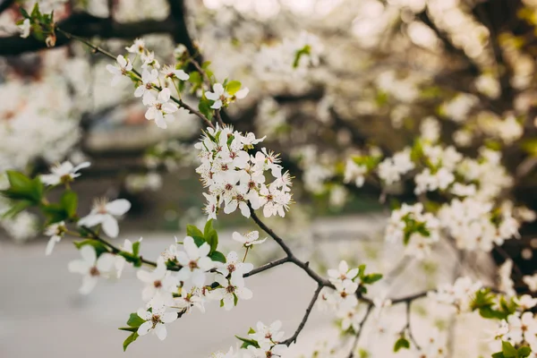 Blossom tree over nature background — Stock Photo, Image