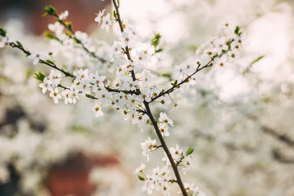 Bunches of plum blossom with white flowers — Stock Photo, Image