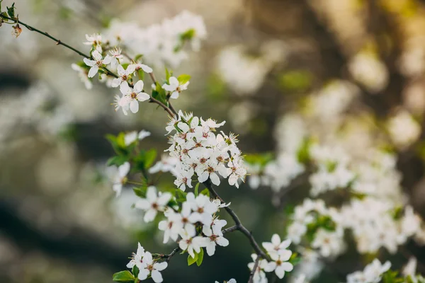 Bunches of plum blossom with white flowers — Stock Photo, Image