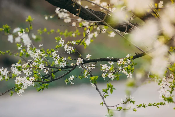 Bunches of plum blossom with white flowers — Stock Photo, Image