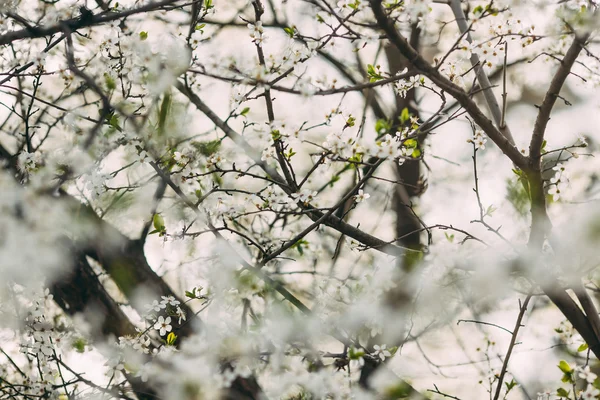 Manojos de flor de ciruela con flores blancas — Foto de Stock