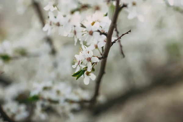 Early spring flowering green tree branch — Stock Photo, Image