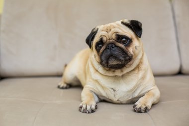 Şirin pug köpek yavrusu