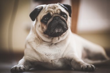 Güzel pug köpek