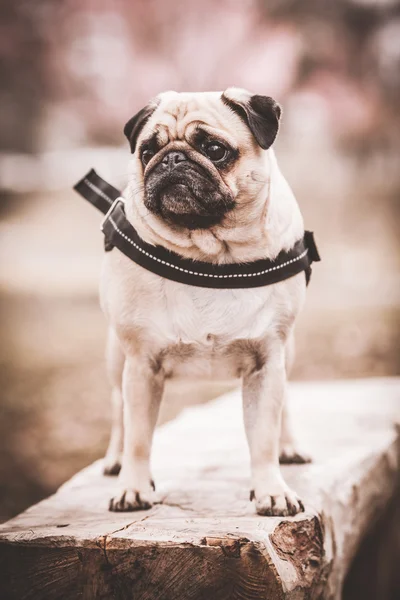 Мила собака мопса цуценя — стокове фото