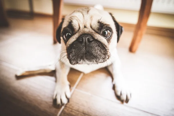 Lindo perrito cachorro —  Fotos de Stock