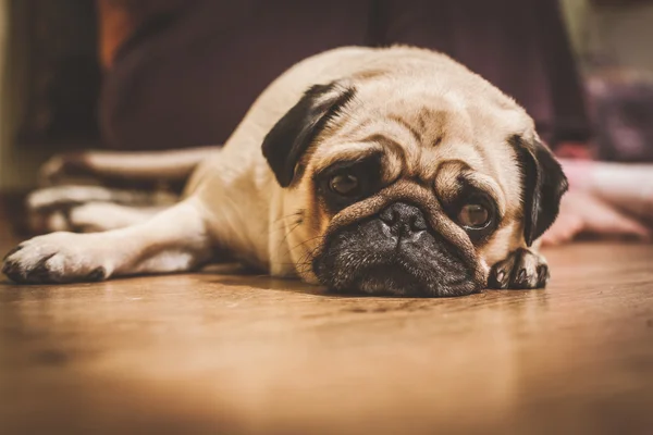 Bonito perrito. —  Fotos de Stock