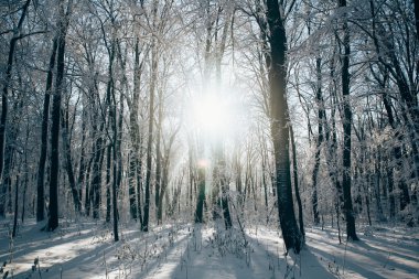 Kışın ağaçlar suşları arasında ormanda günbatımı
