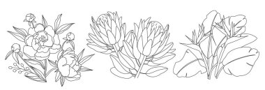 Beyaz arka planda yalıtılmış şakayık çiçeği, protea ve strelitzia çiçeği. Çiçeklerin doğrusal çizimi.