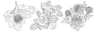 Gül, incir dalı ve beyaz arka planda izole edilmiş kasımpatı çiçeği. Çiçeklerin doğrusal çizimi.