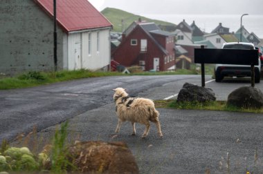Yeşil tepeler ve Atlantik kıyı şeridi arasında geleneksel İskandinav renkli evleri olan Faroe Adaları 'ndaki Büyüleyici Gjogv köyü.