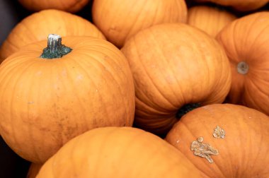 Close-up pile of pumpkins Fresh orange pumpkins stacked tightly, perfect seasonal harvest background for autumn and Halloween.