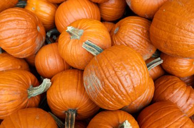 Close-up pile of pumpkins Fresh orange pumpkins stacked tightly, perfect seasonal harvest background for autumn and Halloween.