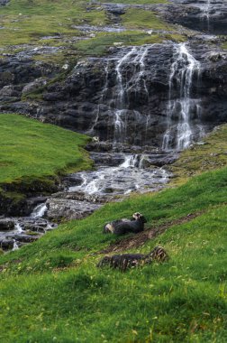 Streymoy, Faroe Adaları 'ndaki ünlü Saksun' un yanında, dramatik sahil kayalıkları ve okyanus manzaralı yeşil çimlerde otlayan koyunlar..