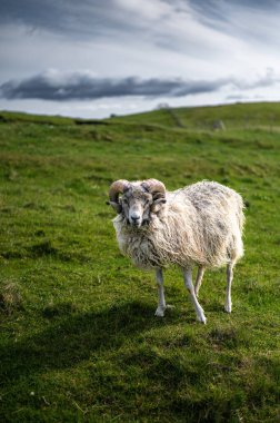 Nolsoy, Faroe Adaları 'nın yeşil tepelerinde otlayan koyunlar, manzaralı kıyı manzaraları ve geleneksel İskandinav manzaralarıyla.