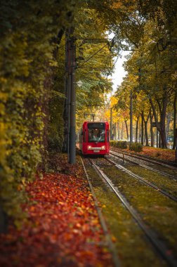 Tramvay sonbaharda ağaçların arasından geçiyor. Yüksek kalite fotoğraf