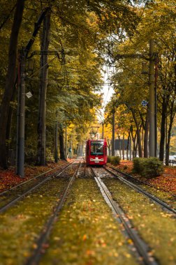 Tramvay sonbaharda ağaçların arasından geçiyor. Yüksek kalite fotoğraf