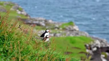 Yaz mevsimi boyunca Faroe Adaları 'nın sahil kayalıklarına tünemiş güzel martı..