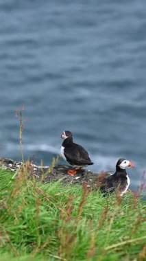 Yaz mevsimi boyunca Faroe Adaları 'nın sahil kayalıklarına tünemiş güzel martı..