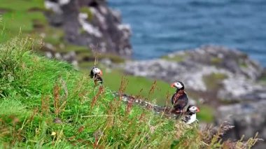 Yaz mevsimi boyunca Faroe Adaları 'nın sahil kayalıklarına tünemiş güzel martı..