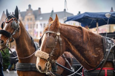 Klasik bir at arabası Bruges 'ün büyüleyici sokaklarında dolaşır, tarihi atmosferi ve peri masalı atmosferini ön plana çıkarır..