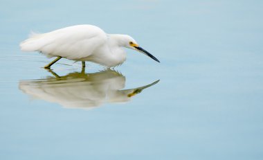 Snowy Egret Reflection clipart