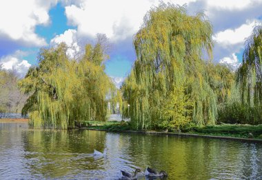 Bir parkta sonbahar Gölü.