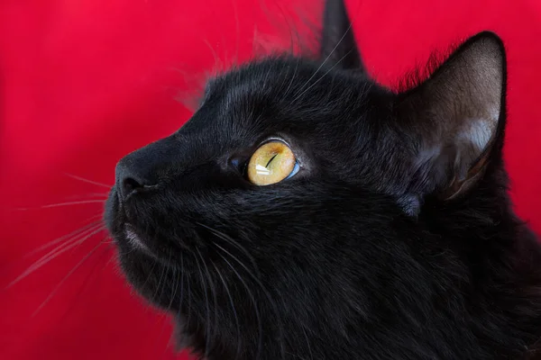 Portrait Black Cat Amber Eyes Red Background Close — Stock Photo, Image