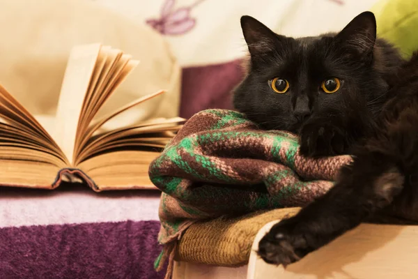 Açık kitabı olan özenli siyah kedi.