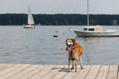 Göl kıyısındaki iskelede bir köpek.