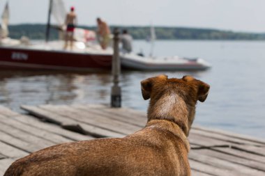 Göl kıyısındaki iskelede bir köpek.