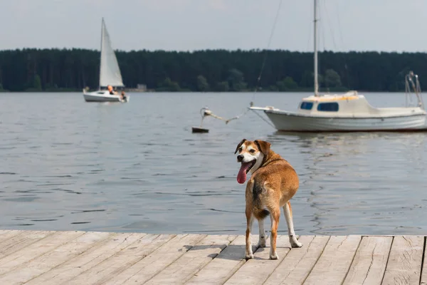 Hond op de pier bij het meer. Rechtenvrije Stockafbeeldingen