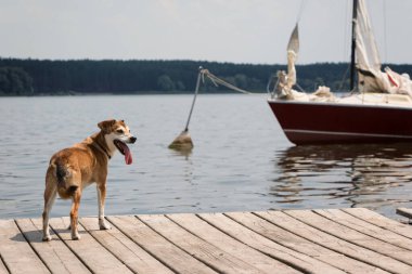 Göl kıyısındaki iskelede bir köpek.