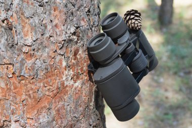 Ağaçtaki ormanda dürbünler, seyahat