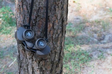 Ağaçtaki ormanda dürbünler, seyahat.