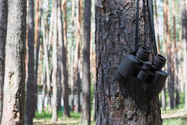 Ağaçtaki ormanda dürbünler, seyahat