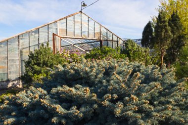 Eski cam seralarda farklı bitkiler yetiştiriyorlar.