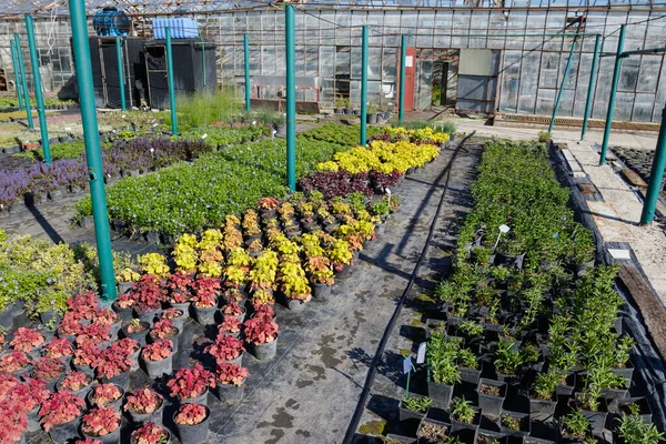 Plántulas de flores en macetas en la naturaleza cerca del invernadero. — Foto de Stock