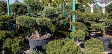 Doğadaki büyük saksılarda çeşitli ağaçlar ve bitkiler yetişiyor..