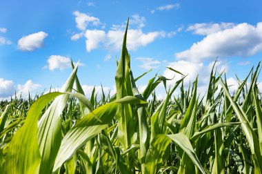 Yeşil mısır tarlası