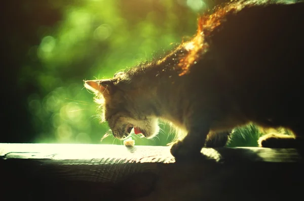 Кіт їсть шматочок сиру на дерев'яній лавці — стокове фото