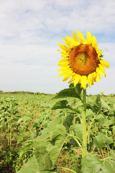 Sunflower in a sunflower field with blue sky — Stock Photo, Image