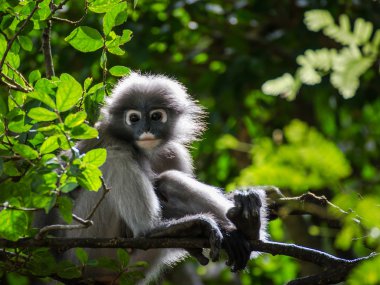 Olgun esmer yaprak maymun otur şube