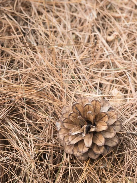 Pinecone com fundo de pinheiro folha — Fotografia de Stock